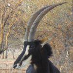 Hanno van Rensburg owner of Authentic African Adventures Faces Close up 11